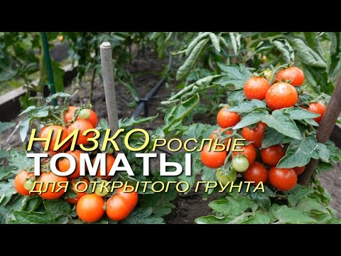 Видео: Урожайные РАННЕСПЕЛЫЕ НИЗКОРОСЛЫЕ томаты для открытого грунта.