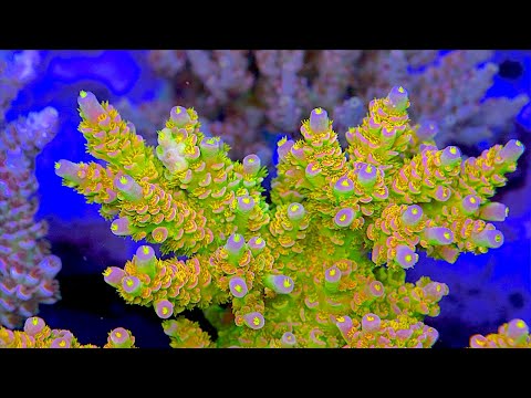 Видео: 10 лучших колоний Acropora на коралловой ферме Top Shelf Aquatics