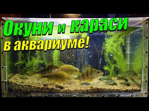 Видео: Показал окуней и карасей в аквариуме. Покормил речных рыб мотылём.