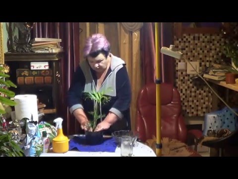 Видео: пальмы, хамедорея. ПЕРЕСАДКА, ПОДКОРМКИ, ПОЛИВ, МЕСТО СОДЕРЖАНИЯ