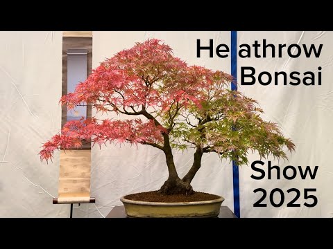 Видео: Выставка бонсай в Хитроу 2025