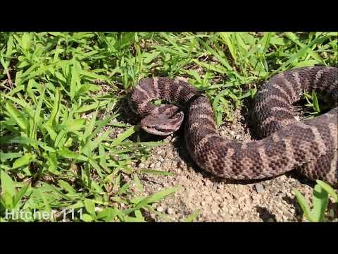 Видео: Змеи Приморья 17 / Herping in Primorye 17 (2025)