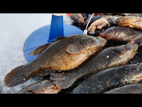 Видео: МАТЕРЫЙ РОТАН ЗАЖИГАЕТ ПОЧИЩЕ ЩУКИ! ПОЛУКИЛОГРАММОВЫЕ РОТАНЫ ГИГАНТЫ СО ЛЬДА!