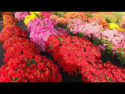 Видео: МОИ ХРИЗАНТЕМЫ МУЛЬТИФЛОРЫ. ПРОЙДЕМСЯ ПО СОРТАМ НА ПРОДАЖУ НА СЕЗОН ВЕСНА 2026.