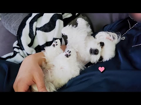 Видео: Хорошее видео, которое вы видите, когда хотите завести щенка