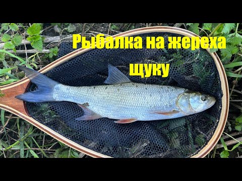 Видео: Рыбалка на малой реке на спиннинг ловля жереха и щуки