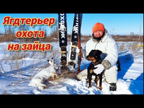 Видео: Охота на зайца.Работа ягдтерьера по зайцу.Jagdterrier on the hunt