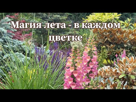 Видео: Цветочный выбор для моего сада: новинки, посадка и вдохновение 🌿 Mein Garten 🌿
