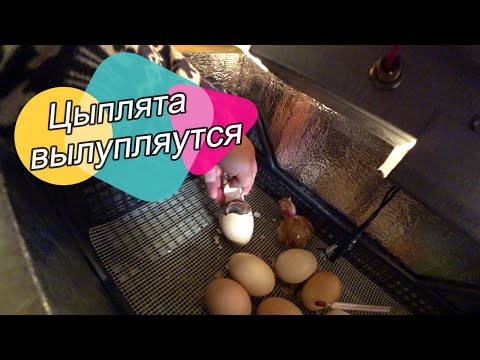 Видео: Выживание на линии фронта. 11 серия.  Новая жизнь. Хроник Рыбиных. Курахово.