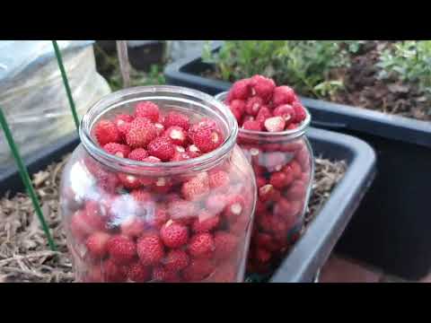 Видео: Как получить максимальный урожай земляники безусой, ремонтантной.