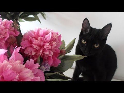 Видео: Кот Иша: Просто будни одного кота. Смешной злой милый самый любимый кот. Котождун.