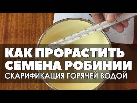 Видео: 🎛🌱👍 Как прорастить семена белой акации. Скарификация горячей водой.