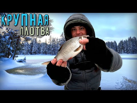 Видео: Ловля Крупной плотвы зимой. Один на льду!