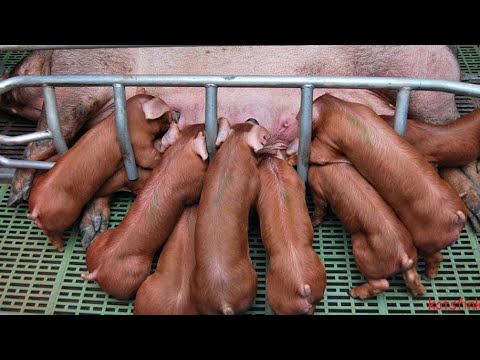 Видео: ПОРОСЯТА породы КРУП.БЕЛАЯ+ДЮРОК