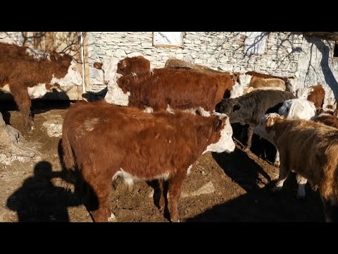 Видео: Новая партия бычков.Начало откорма