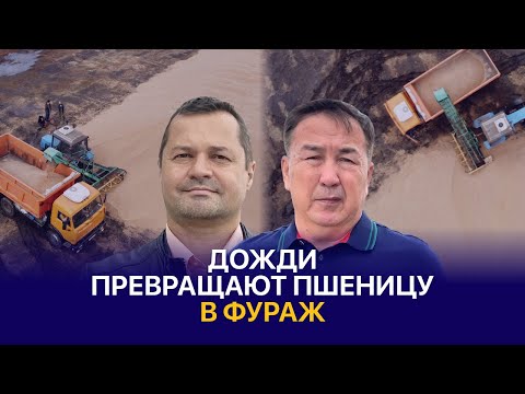 Видео: Пшеница теряет качество, а чечевица осыпается — КХ «Сатаев Б.Х.»