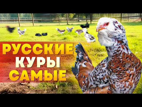 Видео: ГАЛАН или Русская Чёрная Бородатая порода КУР /// ОРЛОВСКИЕ СИТЦЕВЫЕ /// Наш КУРЯТНИК почти готов
