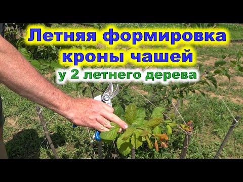 Видео: летняя формировка чашей у 2 летнего дерева