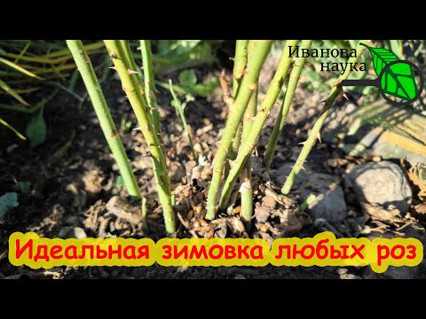 Видео: КАКИЕ РОЗЫ Я НЕ УКРЫВАЮ, ВСЯ ПРАВДА ПРО САДОВЫЕ РОЗЫ И  ПОДГОТОВКЕ К ЗИМЕ!!! Розы в леднике.