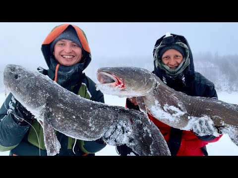 Видео: Я БОЛЬШЕ НЕ МОГУ ИХ ЛОВИТЬ! РУКИ БОЛЯТ! ЩУКА РАЗНОСИТ ВИБЫ В КЛОЧЬЯ! НАЛИМЫ МОНСТРЫ! Рыбалка 2024.