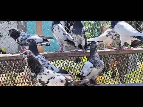 Видео: Фазлиддин кабутарлари . Голуби Фазлиддина .