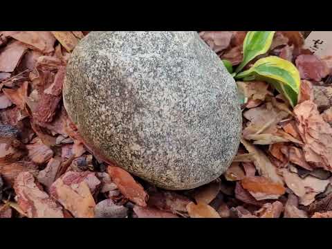 Видео: 🌱Хосты - мышки/ Оформила посадки🌿