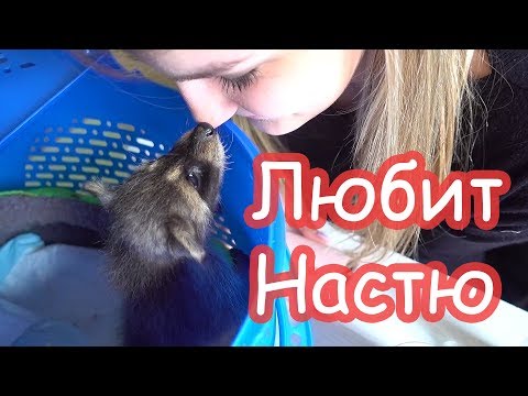 Видео: Лимон заболел