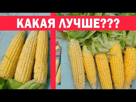 Видео: Самая скороспелая, необычайно сладкая кукуруза