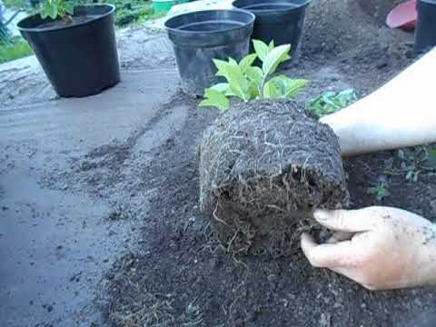 Видео: Саженцам гортензии новый объём.