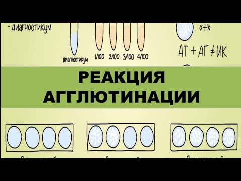 Видео: Реакция агглютинации (ориентировочная и развёрнутая)