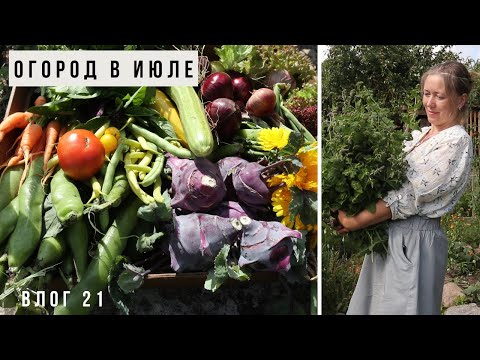 Видео: Обзор урожайного огорода / Влог 21
