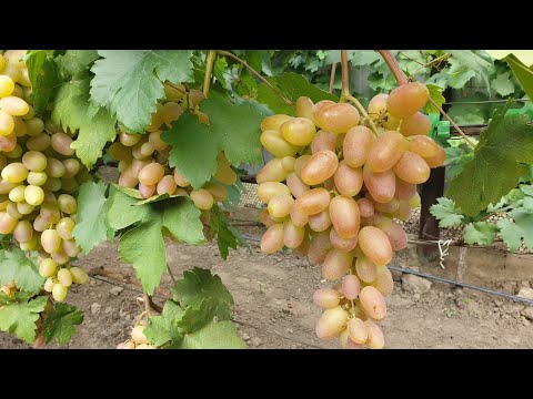 Видео: Виноград Юбилей Новочеркасска.