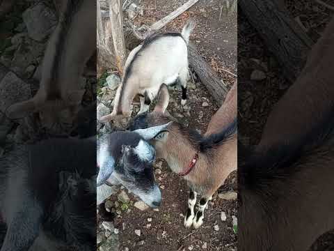 Видео: Опять ЭЛЕКТРОПАСТУХ 