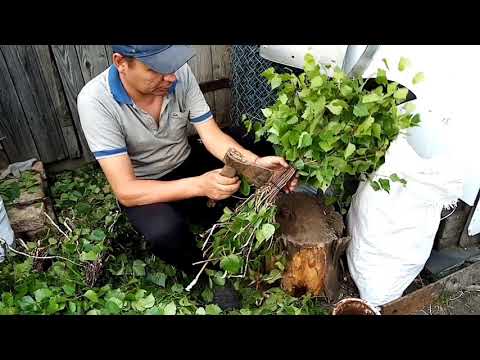 Видео: Заготовка берёзовых веников, для бани и продажи.