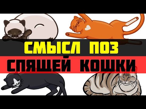 Видео: Какие тайны скрывают позы спящей кошки: 8 поз