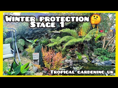 Видео: Как я защищаю маленькие пальмы и другие нежные растения в земле зимой в Великобритании