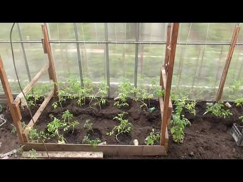 Видео: В ПРИДОМОВУЮ ТЕПЛИЦУ ТОЖЕ ВЫСАДИЛА ТОМАТЫ. Ольга Чернова.