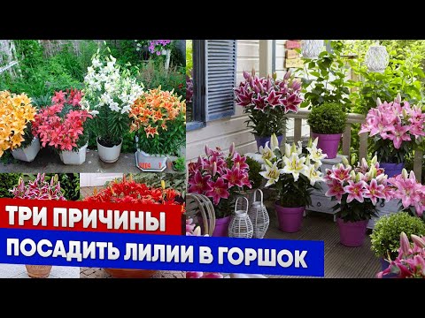 Видео: Три причины посадить лилии в горшок