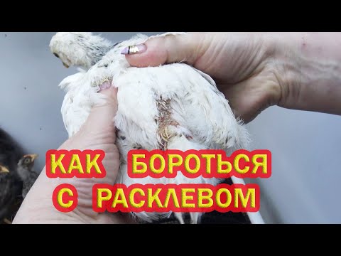 Видео: Как бороться с расклевом у цыплят