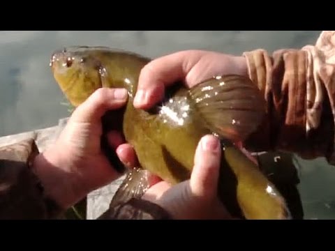 Видео: Вместе с Папой на Рыбалку. Ловля Линя. Учим Сына Рыболовле