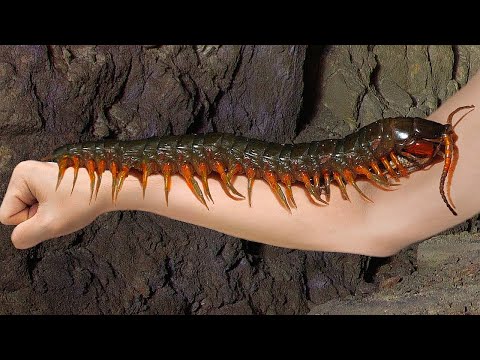 Видео: Эти Монстры из Амазонки Побили Все Рекорды