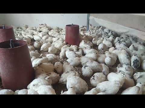 Видео: Bedana Бедана Sotuvda 32 kunlig 27-04-2022. +99897 289 44 94