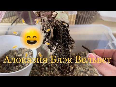 Видео: 28.01.2023 Пересадка Алоказии Блэк Вельвет