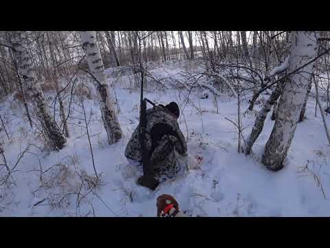 Видео: Охота на зайца!