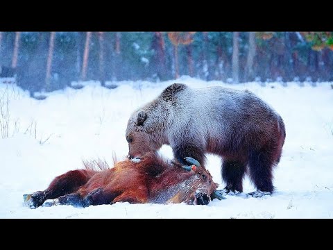 Видео: Тихий Ужас Лесов - Медведь Гризли. Разборки Медведей Гризли Когда-либо Снятые на Камеру