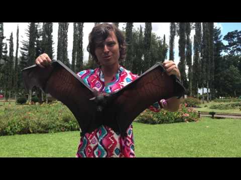 Видео: Прохор Шаляпин. Отдых на Бали. часть 3