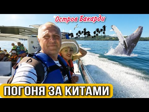 Видео: ПОГОНЯ ЗА КИТАМИ.ОСТРОВ БАКАРДИ.ПУТЕШЕСТВИЕ ПО ДОМИНИКАНЕ.