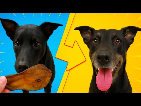 Видео: Реакция Рокки на лакомство! Что он сделал с говяжьим ухом?