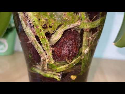 Видео: #Орхидея и водоросли боремся перекисью  водорода #уход!