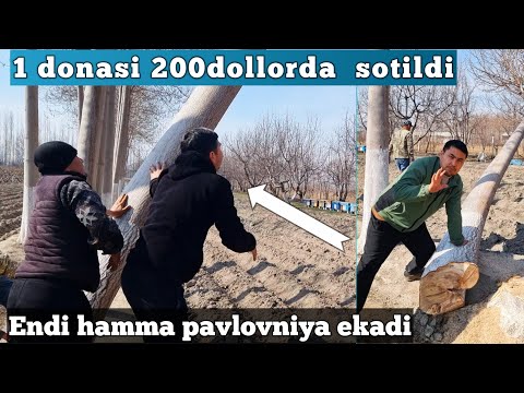 Видео: Павловния донаси 200 доллардан сотилди 2025 ( Павловния дарахти 2025 )